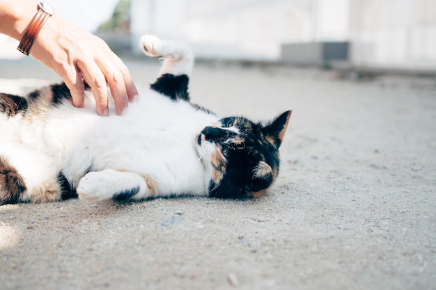Gekapte afbeelding van een hand die een kat aanraakt