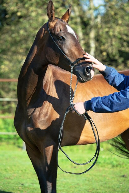 Foto gekapte afbeelding van een hand die een paard aanraakt