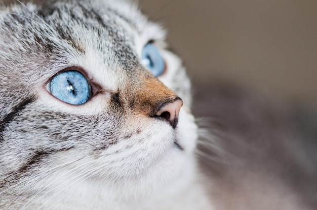 Gekapte afbeelding van een kat