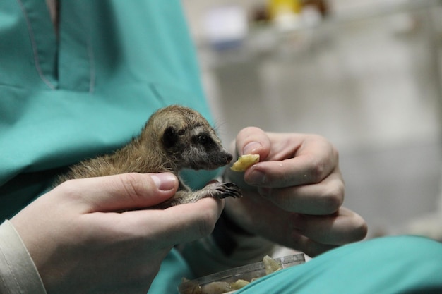 Foto gekapte afbeelding van een man die een meerkat vasthoudt