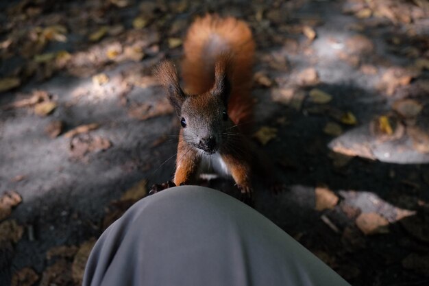 Foto gekapte afbeelding van een persoon door een eekhoorn