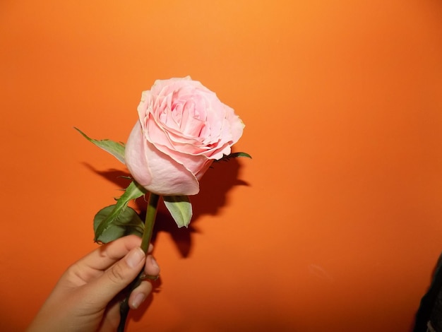 Gekapte afbeelding van een persoon met een roze roos tegen een oranje muur