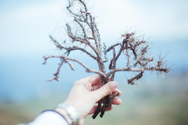 Foto gekapte afbeelding van een vrouw die een droge plant vasthoudt