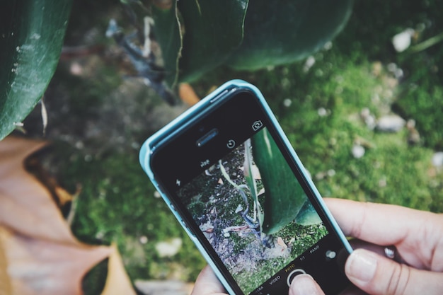 Foto gekapte afbeelding van handen die een insect op een plant fotograferen met een smartphone