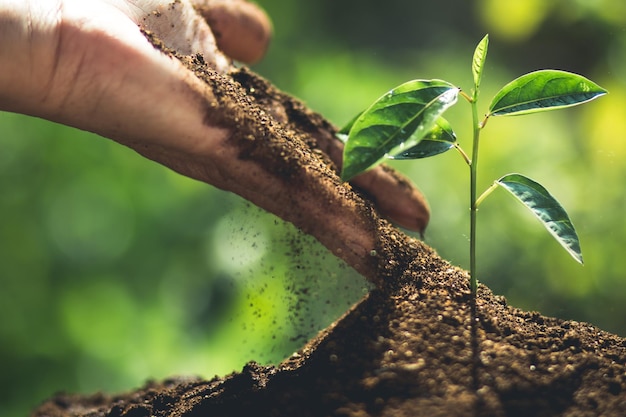Gekapte afbeelding van handplanting in de tuin