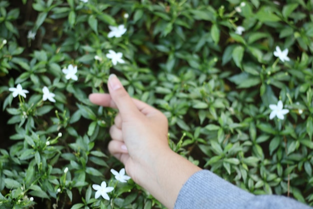 Foto gekapte afbeelding van vrouwelijke hand door planten