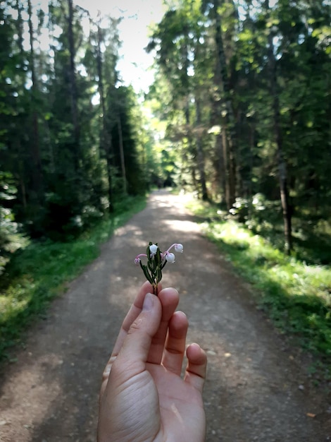 Gekapte bloem met de hand vastgehouden