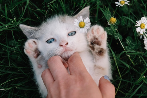 Foto gekapte hand die een kitten aanraakt op het veld