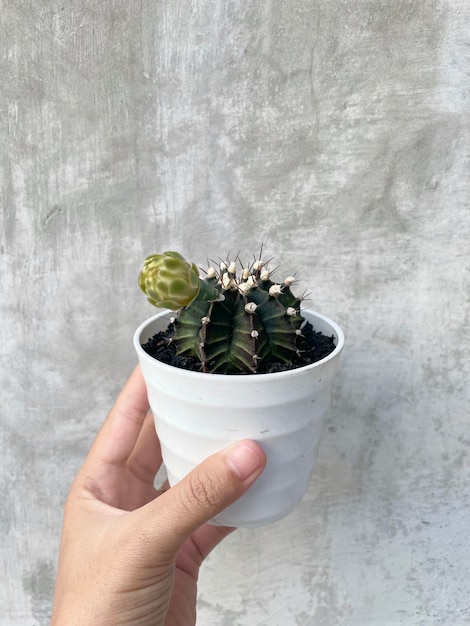 Gekapte hand die een potplant vasthoudt