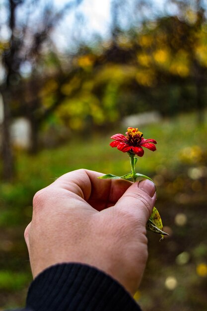 Gekapte hand die een rode bloeiende plant vasthoudt