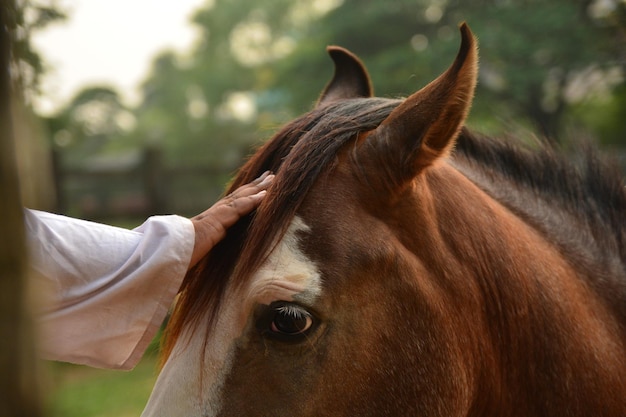 Gekapte hand die het bruine paardenhoofd aanraakt.