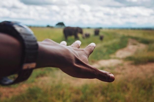 Foto gekapte hand die tegen olifanten op het veld gebaarde