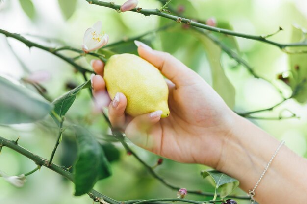 Foto gekapte hand met citroen in de hand