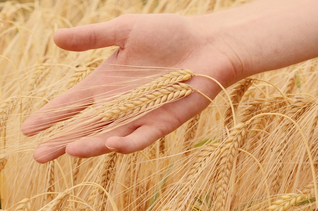 Gekapte hand met een korenhoes
