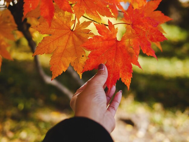 Foto gekapte hand met esdoornbladeren in de herfst