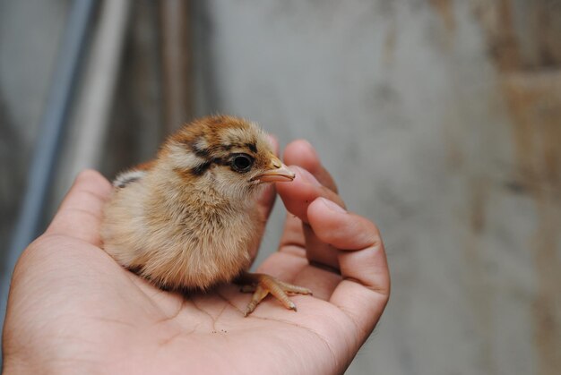 Foto gekapte hand met kippenbaby