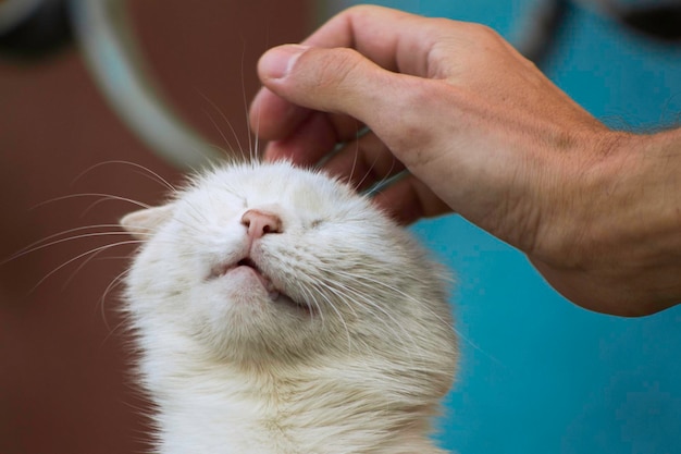 Gekapte hand van een man die een kat aaien.