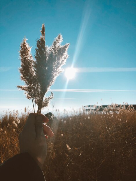 Foto gekapte hand van een persoon die een plant vasthoudt op het land tegen de lucht