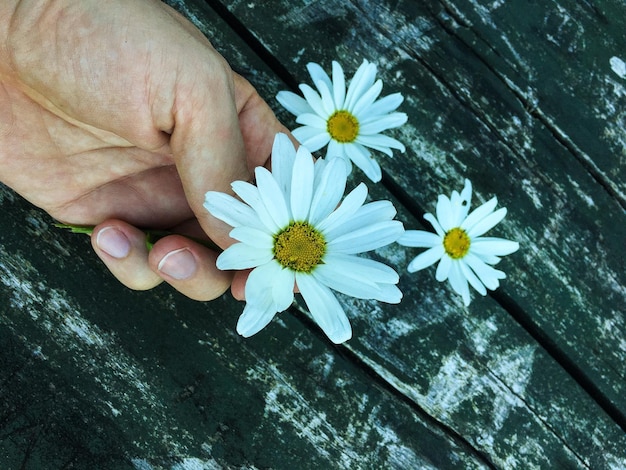 Foto gekapte hand van een persoon kamille aan een houten tafel