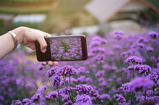 Foto gekapte hand van een vrouw die paarse bloemen op het veld fotografeert