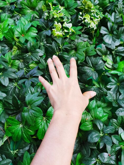 Foto gekapte hand van persoon die planten aanraakt