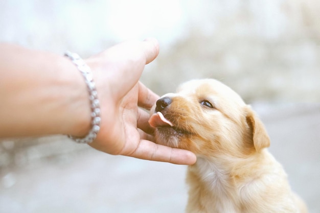 Gekapte hand van vrouw die hond aanraakt