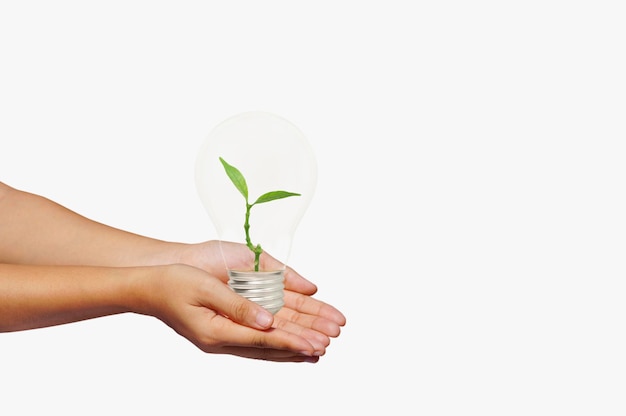 Gekapte handen die een plant vasthouden in een gloeilamp op een witte achtergrond