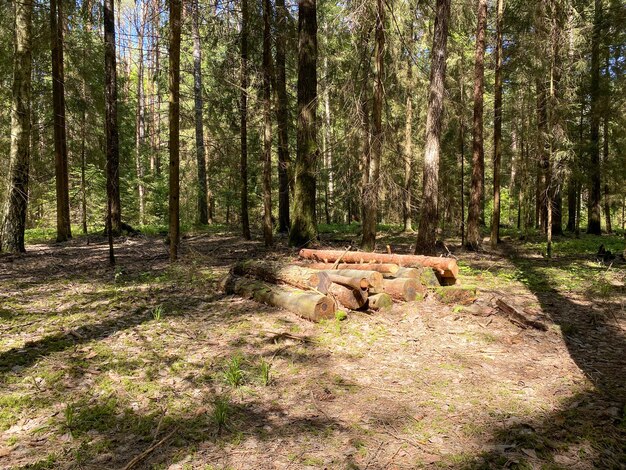 Gekapte houten stammen van pijnbomen liggen op de grond in het bos