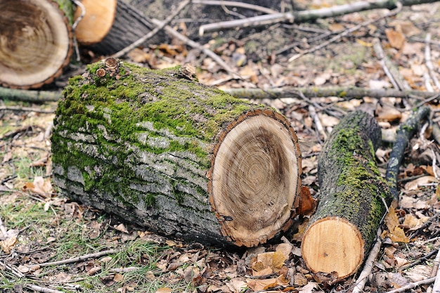 Gekapte omgevallen boom met sporen van een kettingzaag