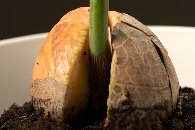 Gekiemd avocadozaad geplant in de grond Macro-opname van avocadospruit