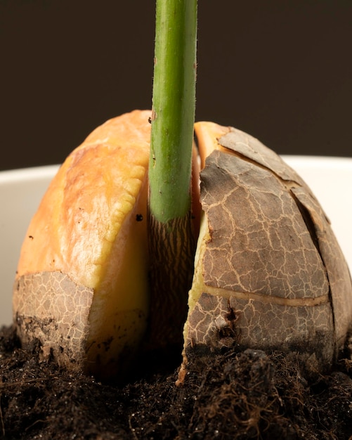 Gekiemd avocadozaad geplant in de grond Macro-opname van avocadospruit