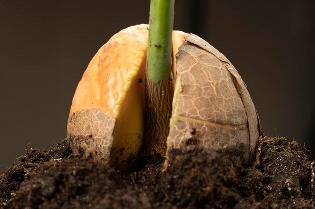 Gekiemd avocadozaad geplant in de grond Macro-opname van avocadospruit