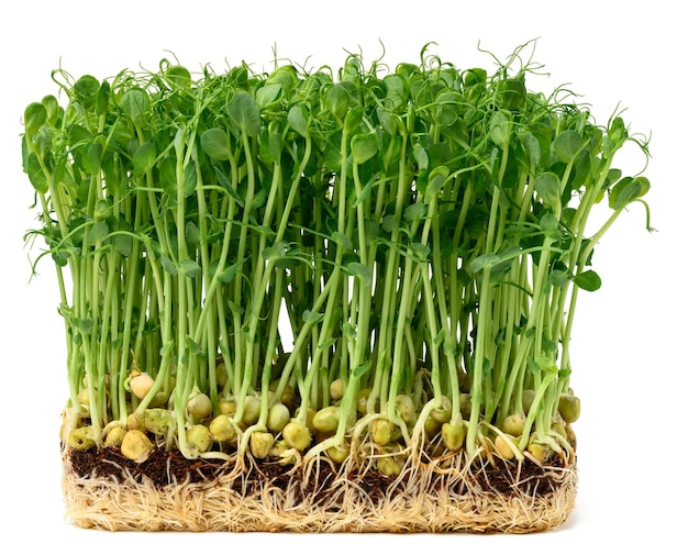 Gekiemde erwtenzaden op een witte achtergrond microgreens voor salade detox