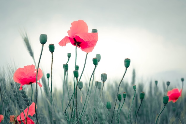 Gekiemde papaver op een achtergrond van witte lucht, grijs-rood filter