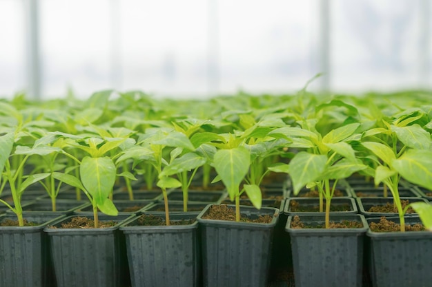 Gekiemde paprika's. Ingemaakte Paprika Zaailingen Groene Bladeren Paprika.