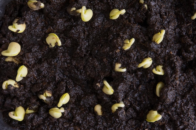 Gekiemde sojabonen schieten op de grond