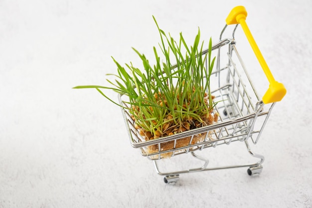 Gekiemde tarwe microgreen in winkelwagentje op grijze achtergrond