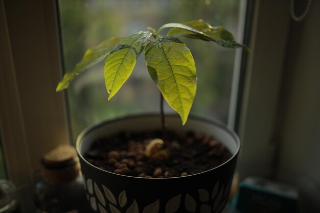 Gekiemde zaad avocado in huis Natuurbehoud concept Avocado Avocado sprout