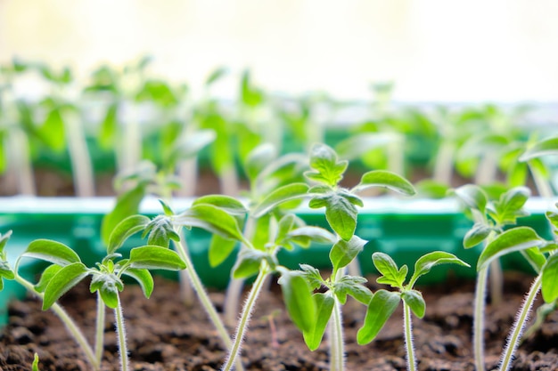 Gekiemde zaailingen voorbereiding voor zomer datsja seizoen groeiende groenteplanten