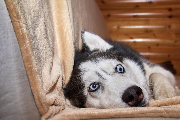 Gekke gezichtshond die in deken op de bank speelt. Husky hond draait zijn uitpuilende ogen liggend op de bank.