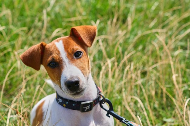 Gekke lachende hond jack russel terrier op groen gras