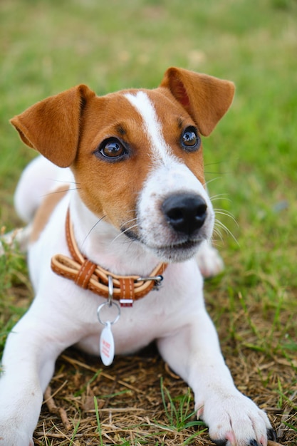 Gekke lachende hond jack russel terrier op groen gras