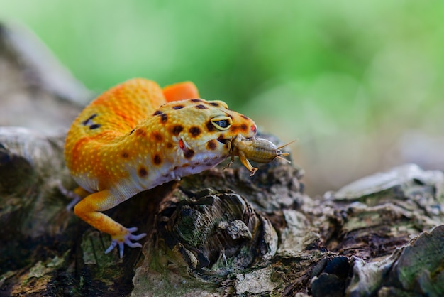 gekko hagedis op takjes in de tuin