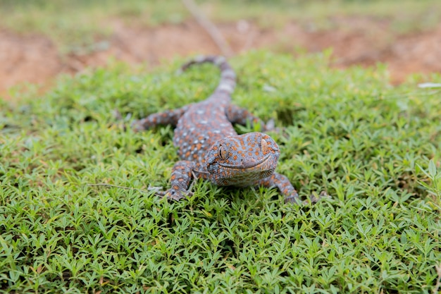 Gekko op het groene gras