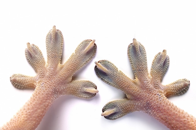 gekko's witte hand op witte achtergrond
