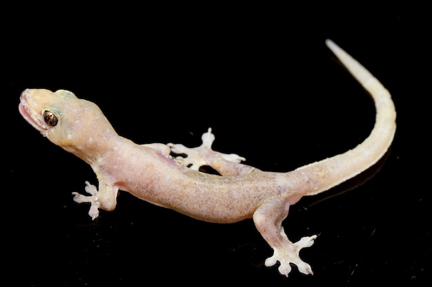 Foto gekko van het close-up de gemeenschappelijke huis