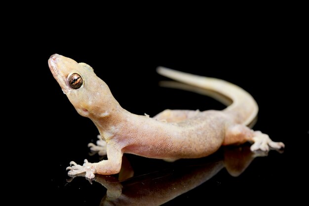 Gekko van het close-up de gemeenschappelijke huis