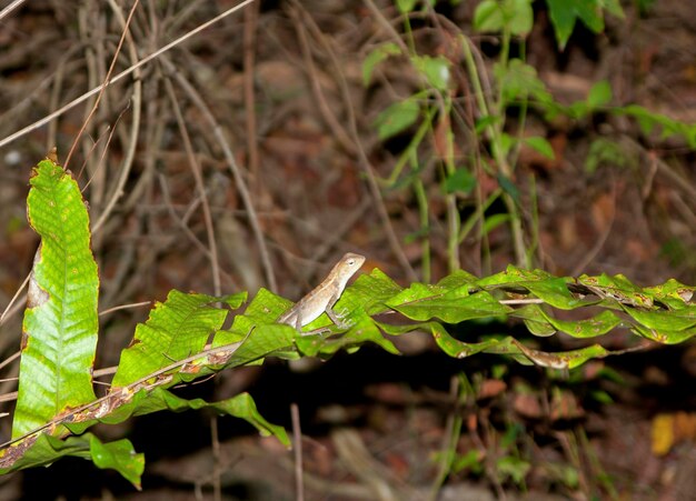 Gekko vormige hagedis van dichtbij