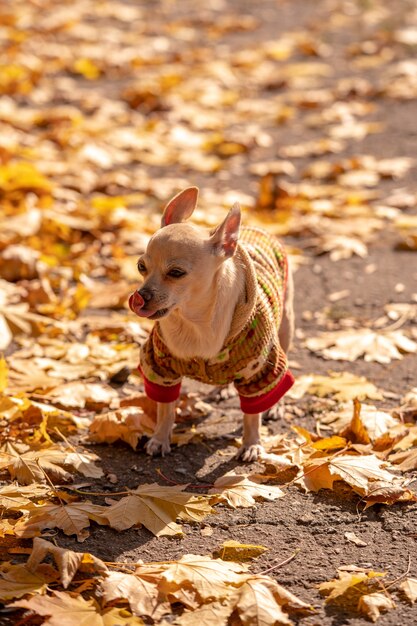 Geklede chihuahua-hond op de parkwandeling in de herfst