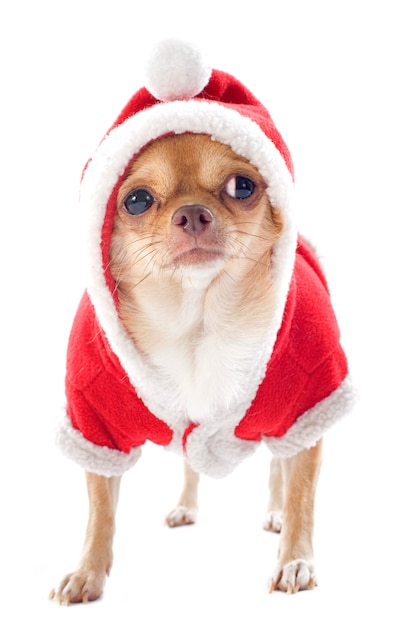Geklede chihuahua met kerstman kostuum